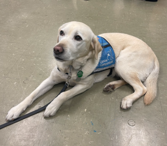 Trixie the dog posing calmly as she experiences her first visit to Hamilton.